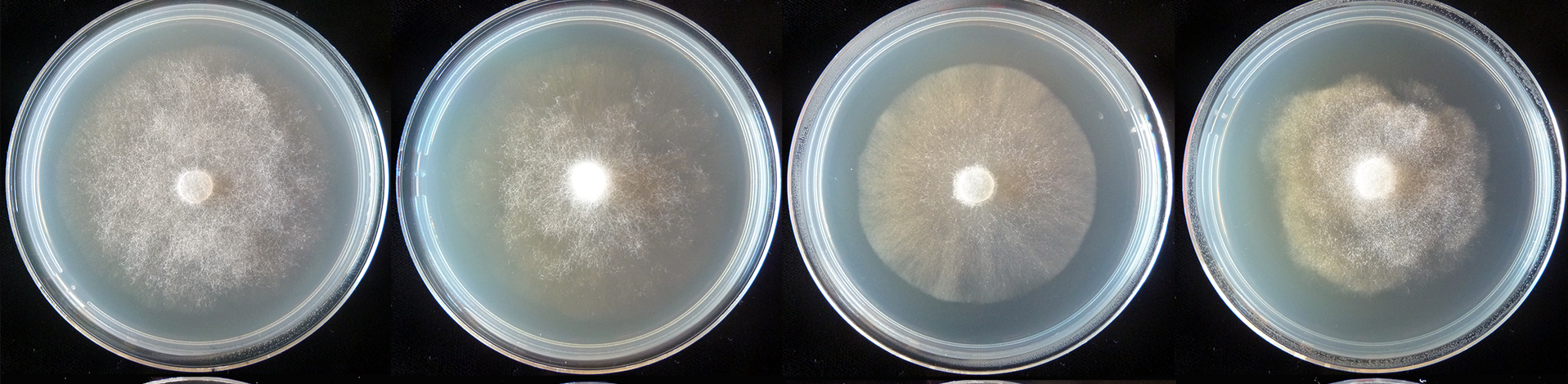  colony morphology after 5 d growth at 20ordm;C on carrot agar, V8 agar, malt extract agar, and potato dextrose agar (from left to right) 
